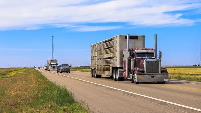 水产品中国南京整箱海运送到西班牙维多利亚